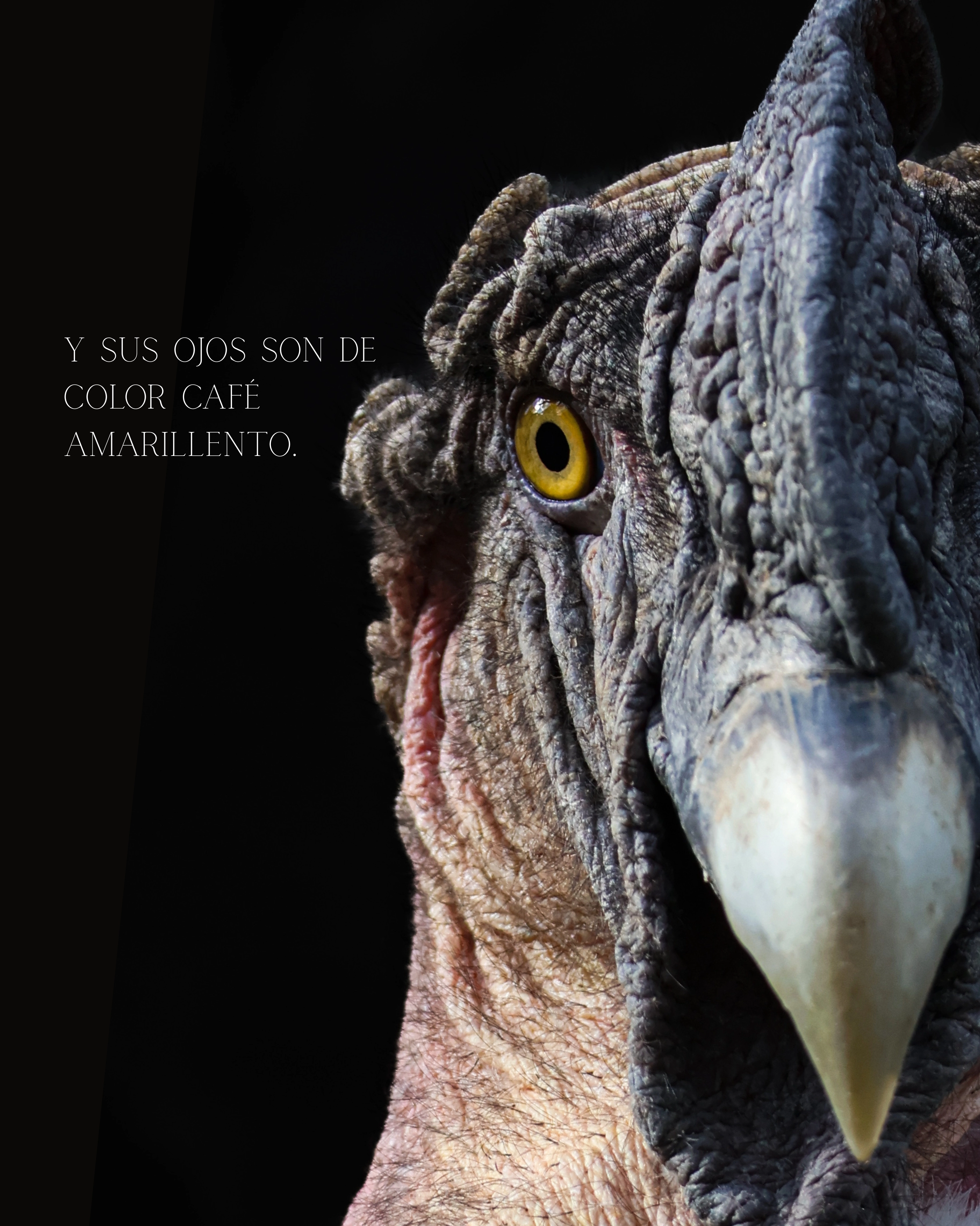 Cóndor alas abiertas